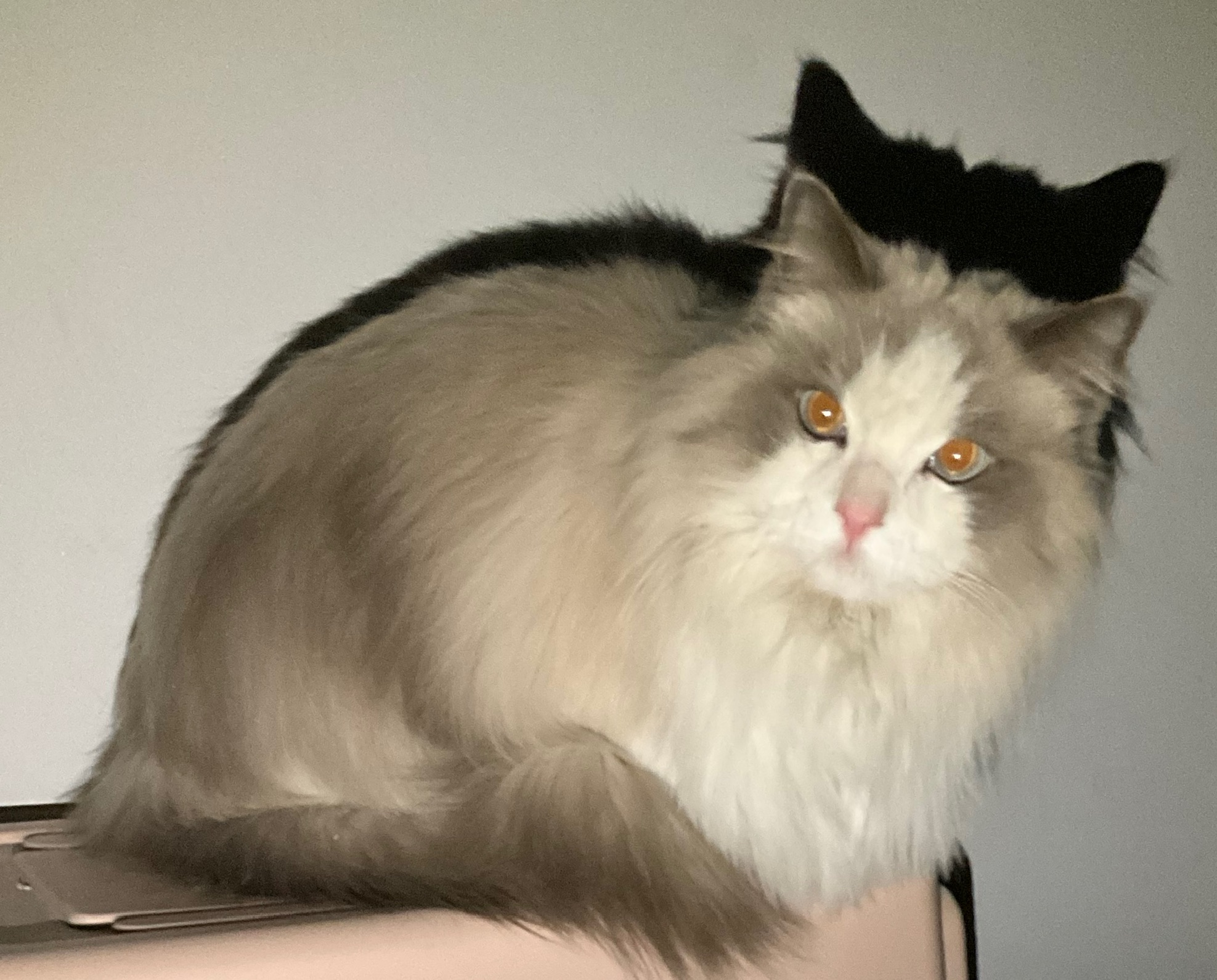 坐得笔直的小猫