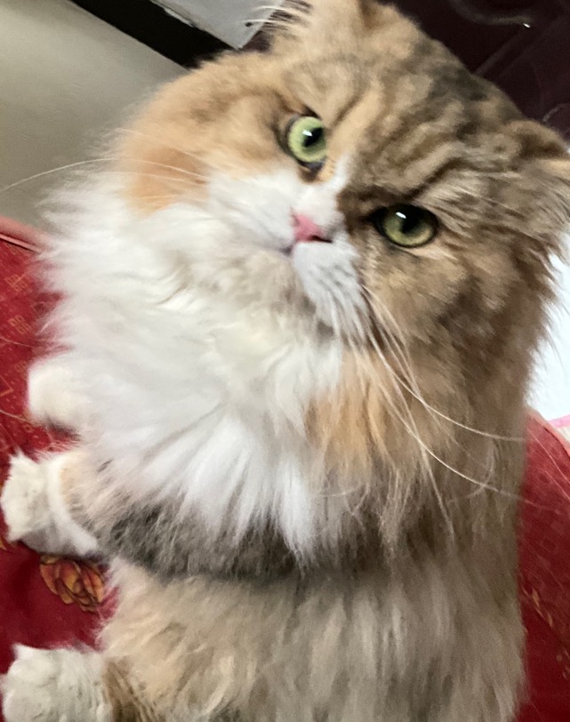 警觉地观察镜头