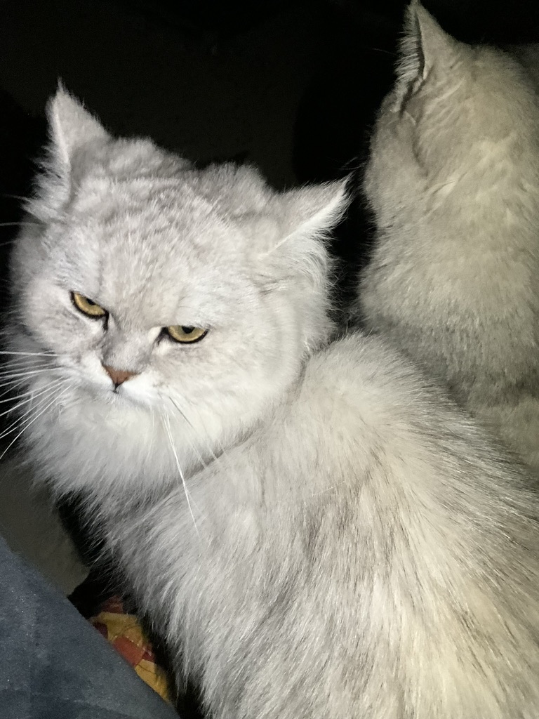 窝在窗边的小猫